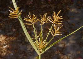 Image result for Cyperus denudatus