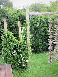 Dekorativ Und Nutzlich Im Garten In 2020 Garten Clematis Pflanzen Einjahrige Pflanzen