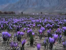 How Many Saffron Each 1 Kg Of Saffron Flower Iranian Saffron Supplier And Exporter