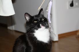Zu den absoluten klassikern gehören die spielangeln für katzen. Die Strickliesel Und Die Spielangel Revvet De