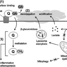 Lawak ke der ii 2013 720p hdtv.mkv. Pdf Quercetin And Related Polyphenols New Insights And Implications For Their Bioactivity And Bioavailability
