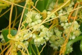 Image result for Cuscuta australis