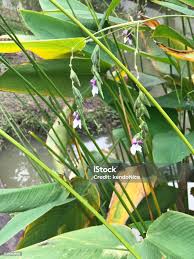 Image result for Thalia geniculata