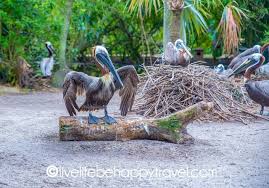 Botanical Garden And Everglades Wildlife Sanctuary Flamingo Gardens Davie Florida Near Fort Lauderdale A Flamingo Garden Wildlife Sanctuary Champion Trees
