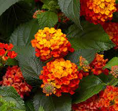 Year Of The Lantana National Garden Bureau Pollinator Garden Lantana Bloom