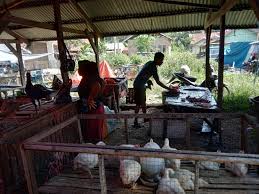 Ayam kampung merupakan salah satu jenis ayam yang diminati baik daging atau telurnya. Harga Ayam Kampung Di Pasaman Barat Melambung Tinggi