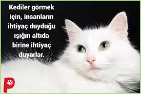 Kedilerin Gozleri Insanlardan Cok Daha Iyi Gorur Kedi Kedisever Kedipatisi Patiaski Kedi Kopek Kedi Kopek