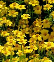 Learn about deer resistant perennials from the experts at hgtv. Mfdqsx3ut9yism