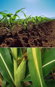 The Best Way To Grow Corn Fertilizing Corn Is Unique In That It Grows Above Ground This Enables The Gardener To Growing Corn Corn Plant Growing Vegetables