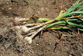 Typically, homegrown garlic are ready about seven to eight months after being planted. How To Plant Garlic Food Storage Moms