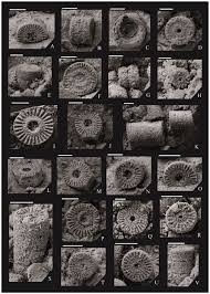 Image result for Heteromorpha sp. agg.