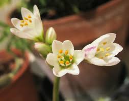 Image result for Nothoscordum borbonicum
