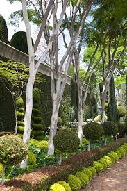 Image result for Caesalpinia ferrea