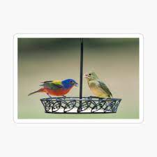 Painted bunting — taxobox name. Painted Bunting Pair Canvas Print By Miracles Redbubble