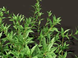 Image result for Pouzolzia