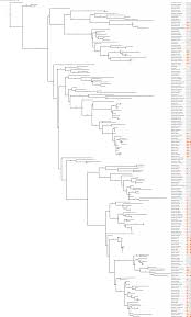 Image result for Pandiaka