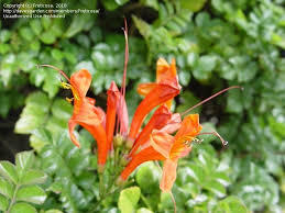 Maybe you would like to learn more about one of these? Plant Identification Closed Common S Calif Orange Flowered Landscaping Bush 1 By Fruticosa