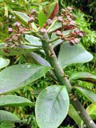 Image result for Synadenium cameronii