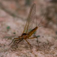 Image result for Warneckea sansibarica