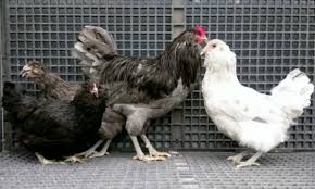 We did not find results for: Blue Ameraucana Chicks For Sale Chickens For Backyards