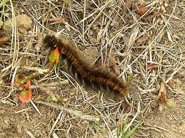 Fox Moth Caterpillars