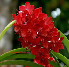 Vanda Crownfox Red Delicious Orchid Plants Rare Orchids Orchids