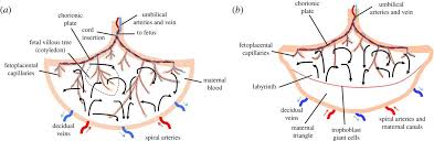 Analytical Model Of The Feto Placental Vascular System
