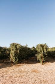 Celebrating Harvest With Cobram Estate Olive Oil Cheetah Is The New Black In 2020 Fresh Olive Oil Cooking With Olive Oil Maldon Sea Salt
