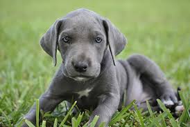 Lots of babies are born with blue eyes and later their eye colour changes. Dogs With Blue Eyes Causes Dangers Breeds