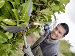 Grenzbepflanzung Fallobst Laub Streit Am Gartenzaun Immowelt At
