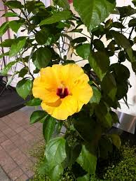 Image result for Hibiscus rhabdotospermus