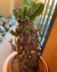 Image result for Euphorbia mlanjeana