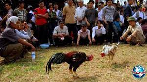 Sabung ayam & adu ayam jantan merdu suaranya final. 4 Orang Tewas Ditembak Di Lokasi Sabung Ayam Vietnam Indoviral