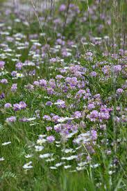 May 12, 2021 · m. June And July S Spectacular Ontario Wildflowers Ministry Of The Fence