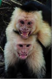 Crocodiles, Iguanas, and Monkeys — Decor and the Dog