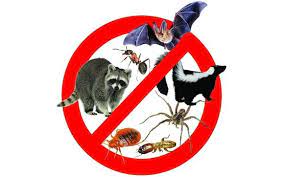There are myriads of pest control methods that can totally eliminate pest infestations. The No Problem Plan By Black Diamond Pest Control In Jeffersonville In Alignable