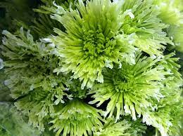 Welcome to topbloemen.nl, the famous florist who can deliver flowers in all places in the netherlands. Good Night Pretty Flowers Sleep Westgate Flower Garden Facebook