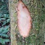 Image result for Pycnanthus