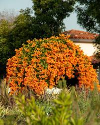 Image result for Pyrostegia