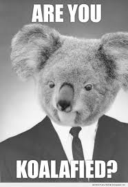 Are You Koalafied Funny Koala Koala Meme Funny Jobs