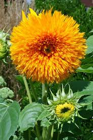 Growing Sunflowers How To Plant Care For Sensational