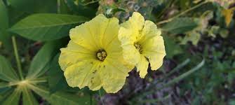 Image result for Merremia