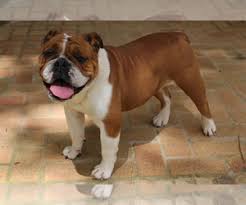 First shots, health checked at english bulldog news, we do not support puppy mills, scammers, importers or brokers. View Ad English Bulldog Puppy For Sale Near Alabama Greenville Usa Adn 132785