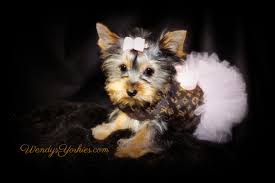 Check spelling or type a new query. Girl Teacup Dogs For Sale Novocom Top