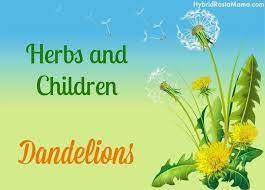 Fried Dandelions Candied Dandelions Recipe Herbs Dandelion Dandelion Benefits