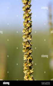 Image result for Juncaginaceae