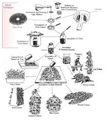 Growing Mushrooms At Home North American Mycological