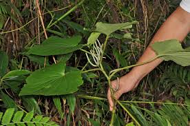 Image result for Piper umbellatum