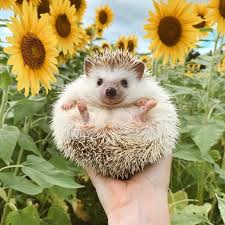 If U Love Sunflowers Plus A Cute Animals Cute Animals Animal Instagram Cute Animal Photos