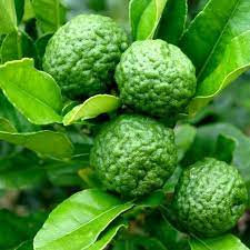 They almost look to have the same folds as a brain. Buy Nimboo Lemon Plant Online At Cheap Price India S Biggest Plants And Seeds Shop